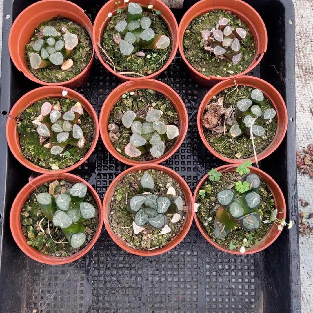 红盆万象多肉植物一颗