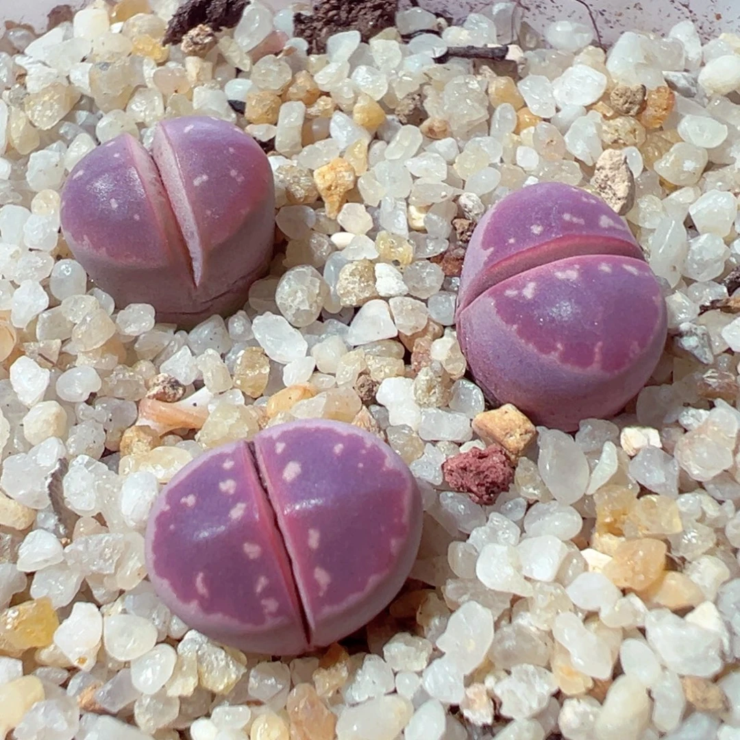 1029-791多肉多肉粉橄榄