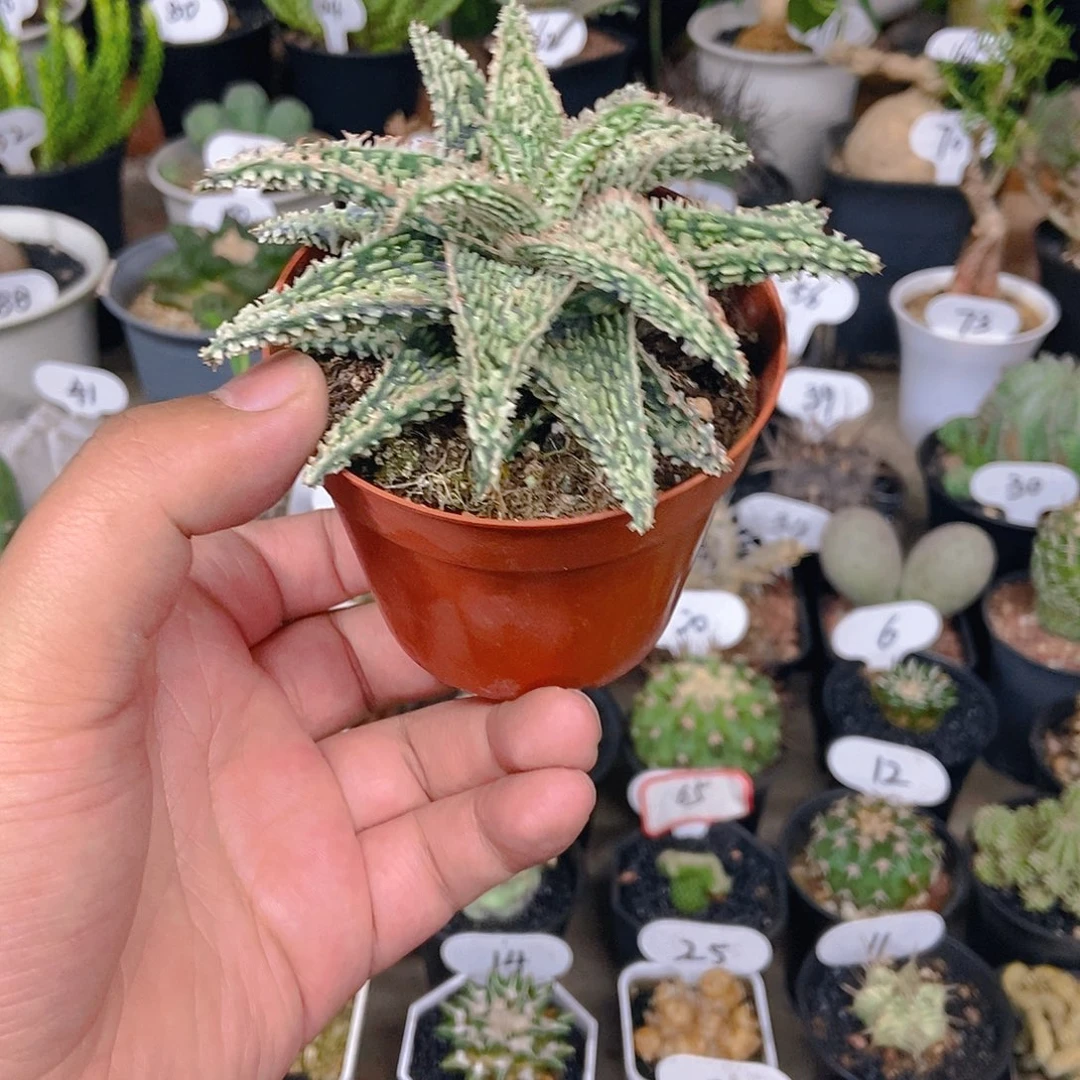 圣诞芦荟一物一拍