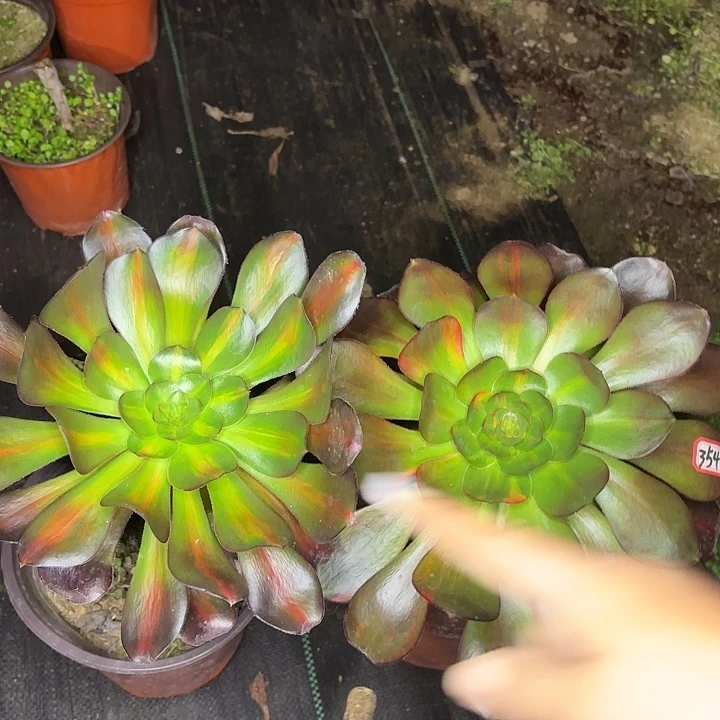 巫毒两颗354多肉植物