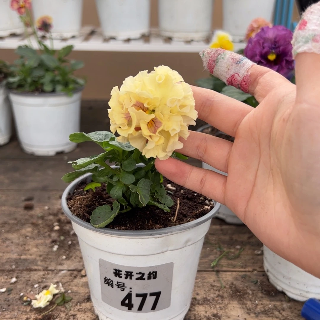 【闪购商品】完全开放477号苗小晃