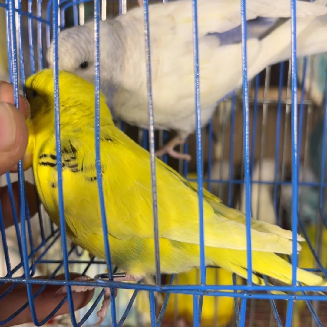 上***玩虎皮鹦鹉哈哈哈哈哈哈哈哈哈哈哈哈哈哈哈哈