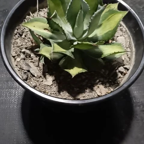 青***昊无花朵龙舌兰绿色植物
