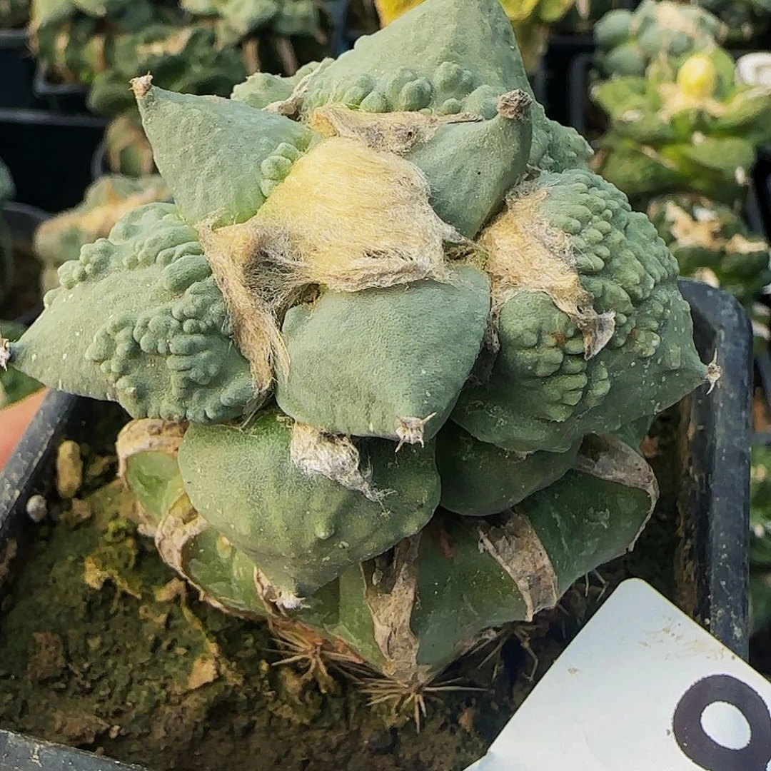 村主怒涛875仙人球开花