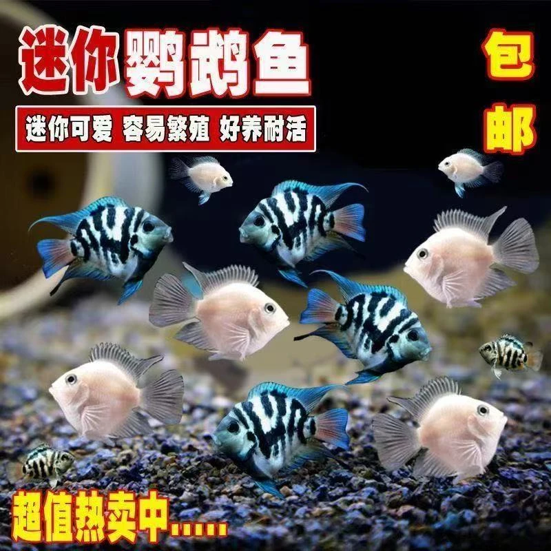 精品迷你鹦鹉鱼小种鱼4-5cm好养耐活易繁殖