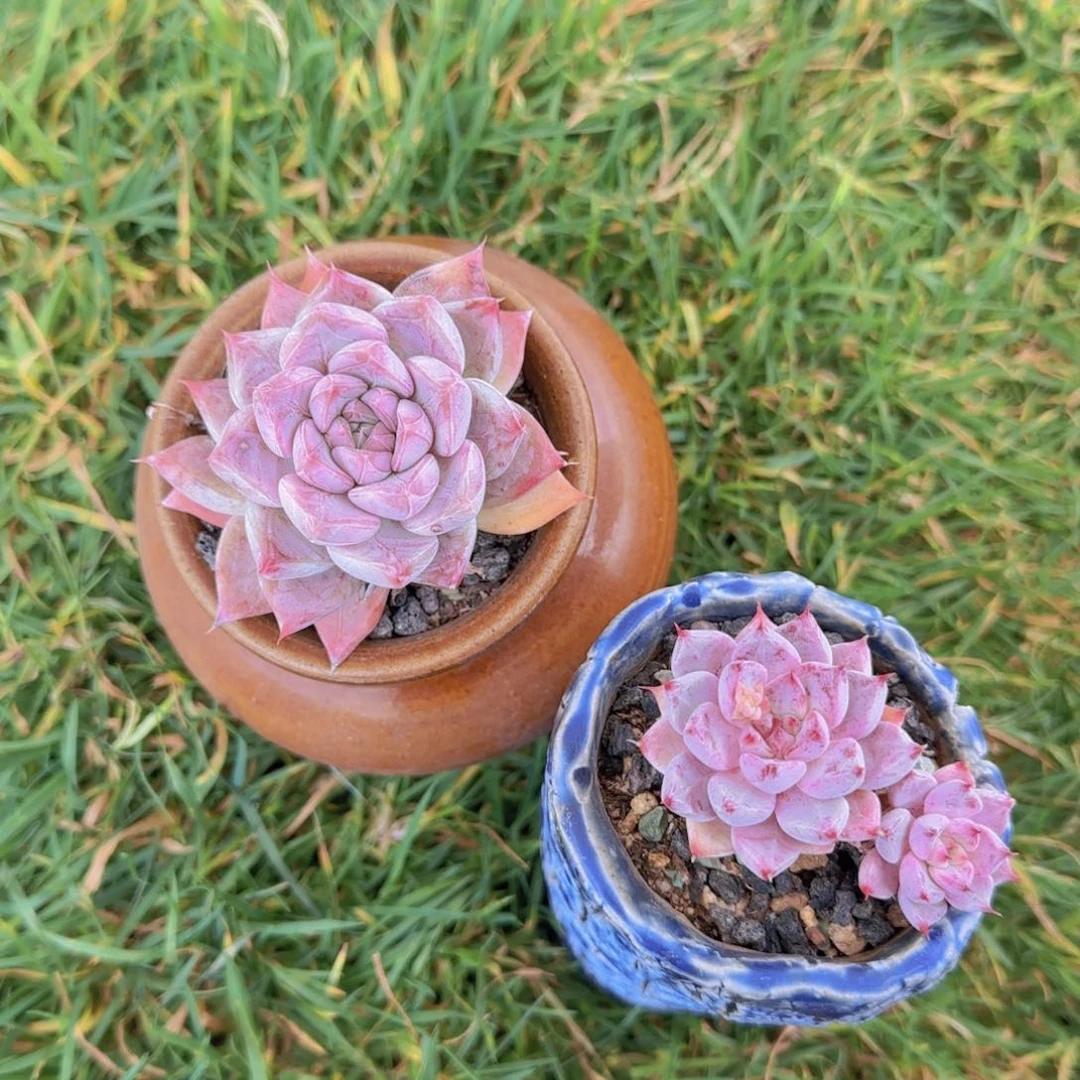 多肉植物多肉植物