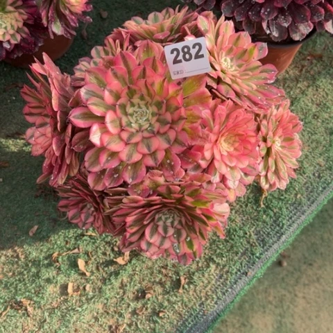 秋*282粉铜朵朵多肉，