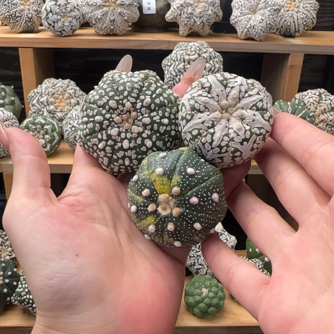 泰兜仙人球开播福利不退换