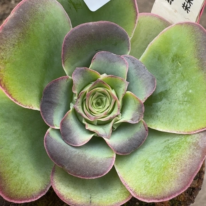 朱021。 蕾丝绝色一号群