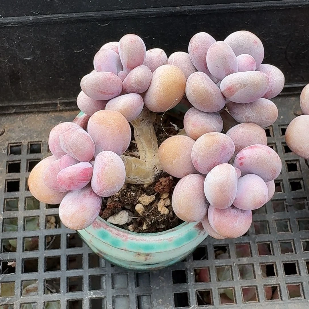 老桩腰子蛋带瓷盆发货