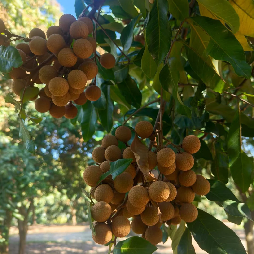 （京东）四川泸州本地桂圆 肉厚多汁带枝发货现摘现发