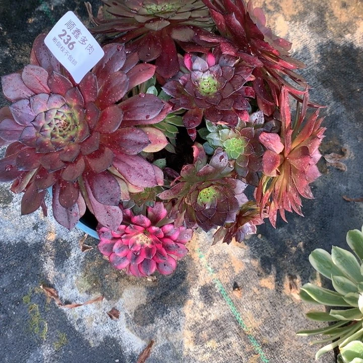 弘**选236美肌中班多肉植物