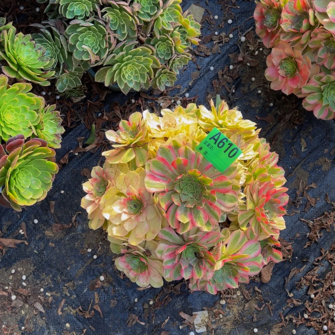 雨荷法师朵朵1-2¥¥