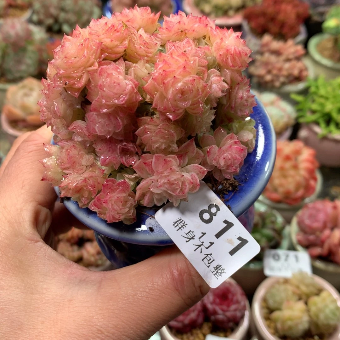 精控拇指盆1.1811