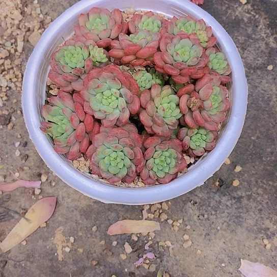 佩*杂交多肉植物
