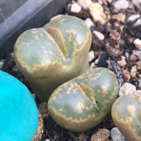 多肉肉锥 大窗勋章