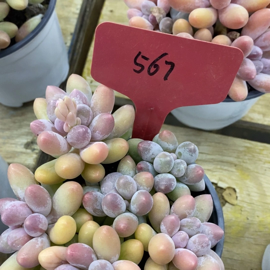 开心多肉，首播第一场，欢迎