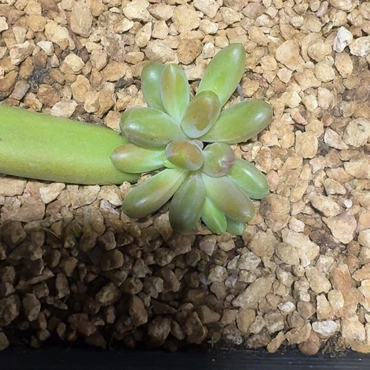 墨**星薯条363多肉植物