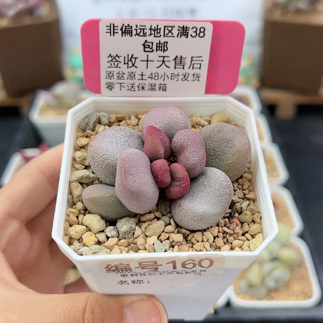 160甜心多肉植物