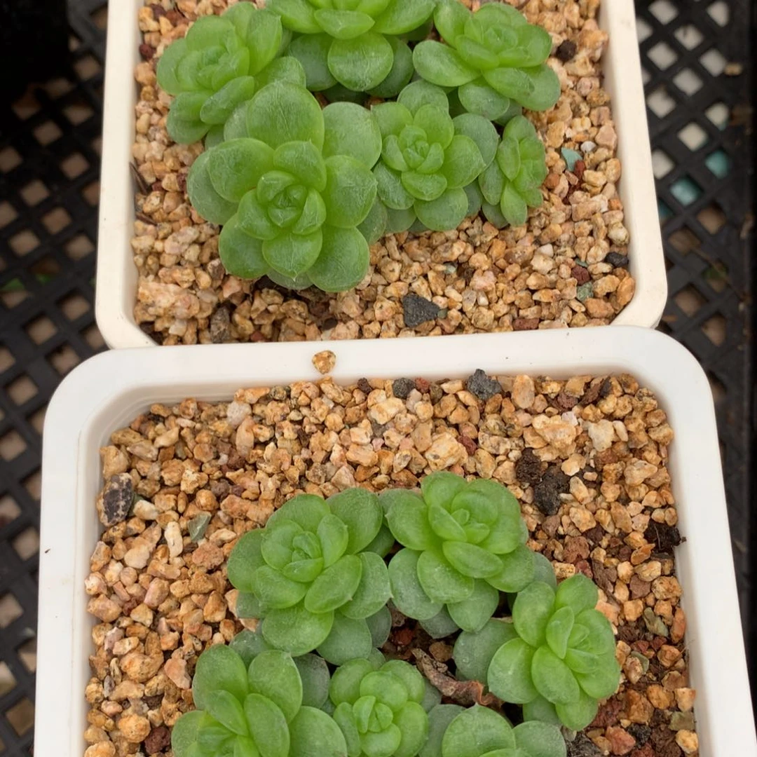 般**若0602-502 白玉珍妮两颗