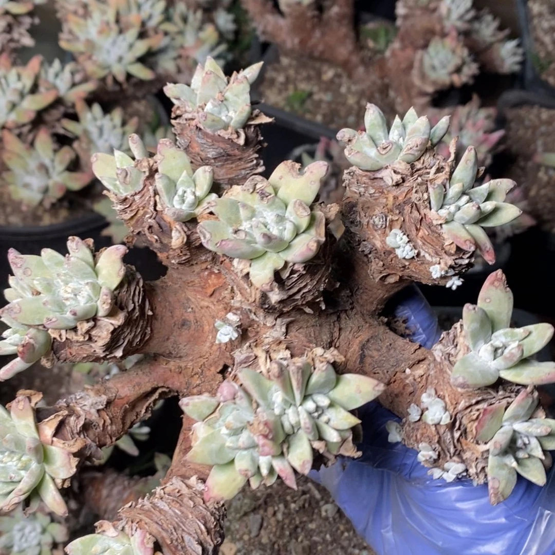 1936苹果叶瑕疵无售后哈哈哈哈哈哈哈哈哈哈