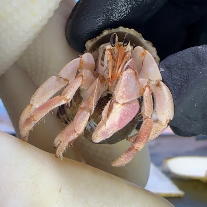 A15粉钳 灰白1.3cm口径