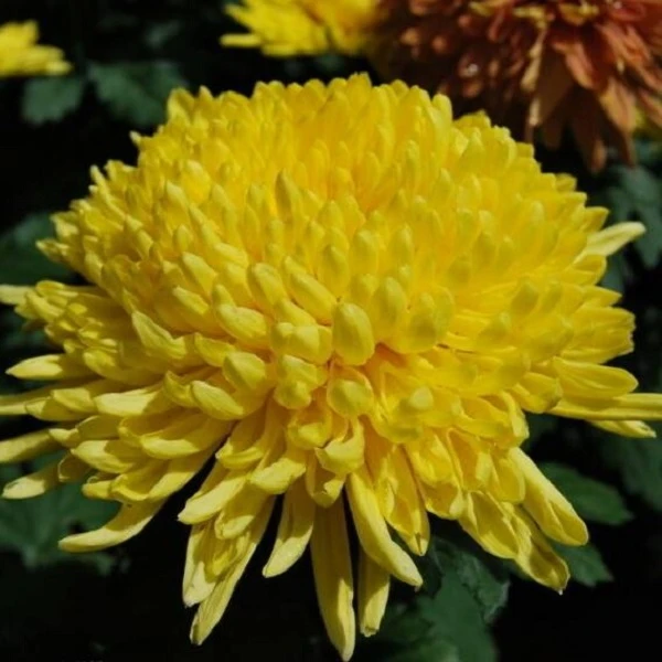 皇冠【大花型】带花苞菊花盆栽