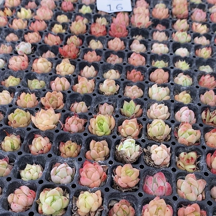 16 多肉植物盆栽花卉植物