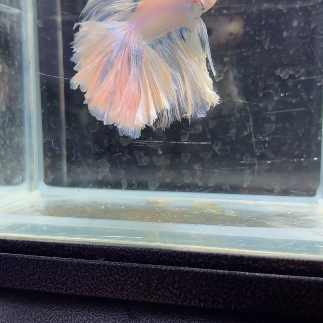 斗鱼浅色特殊尾hhhh