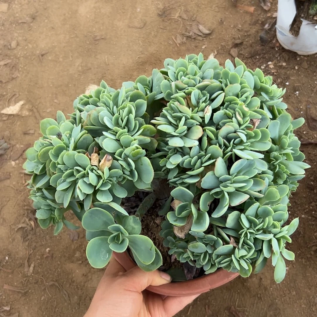 杜呃呃呃呃呃呃呃呃