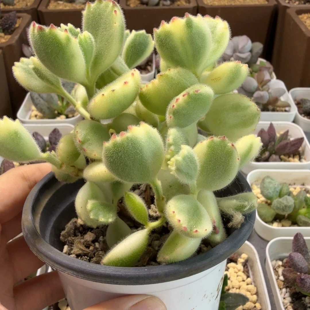 ****果熊童子水泡多肉肉肉