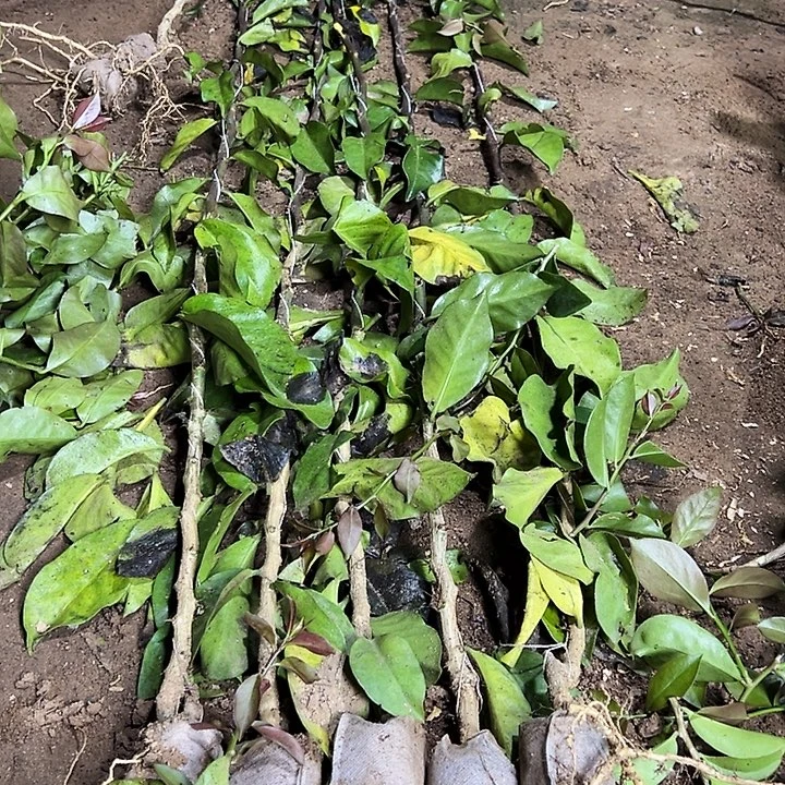 风***程1.2米新的直杆叶仙五颗