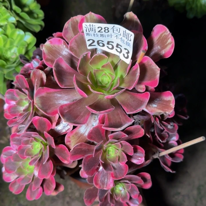 26553南爱神多肉植物
