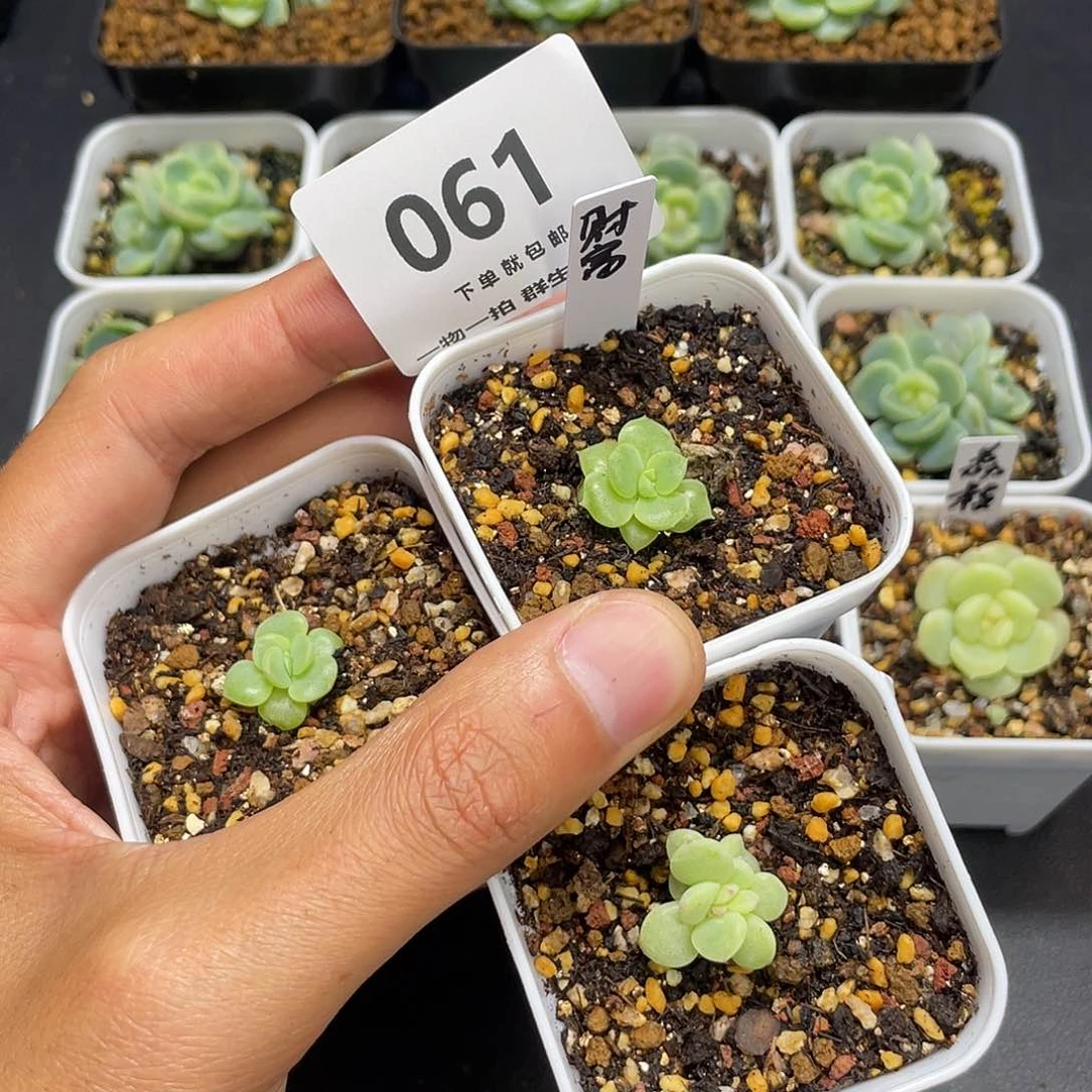 财富密码三个061