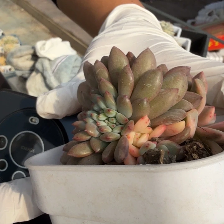 爱丽儿锦多肉植物