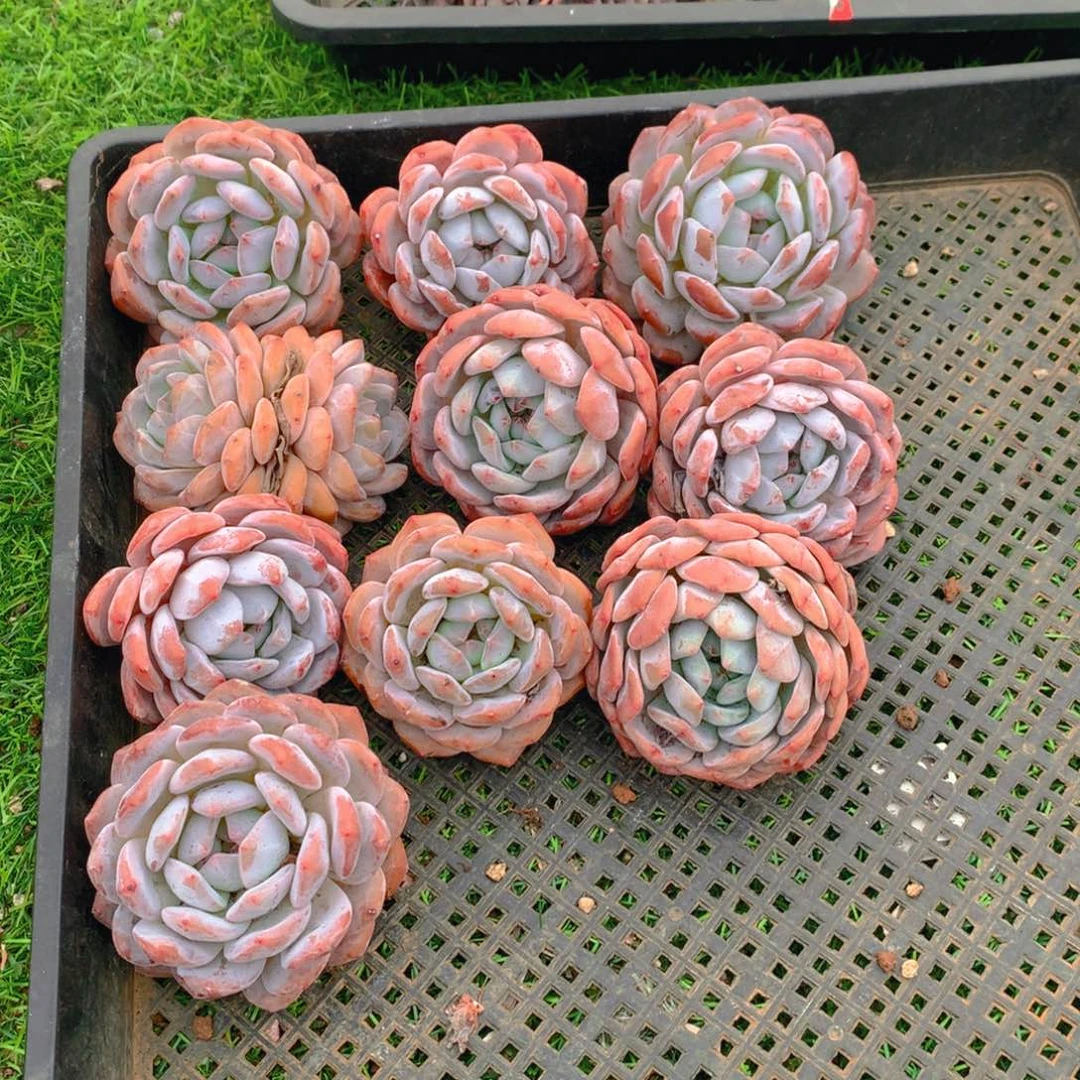 533橙子11111111111