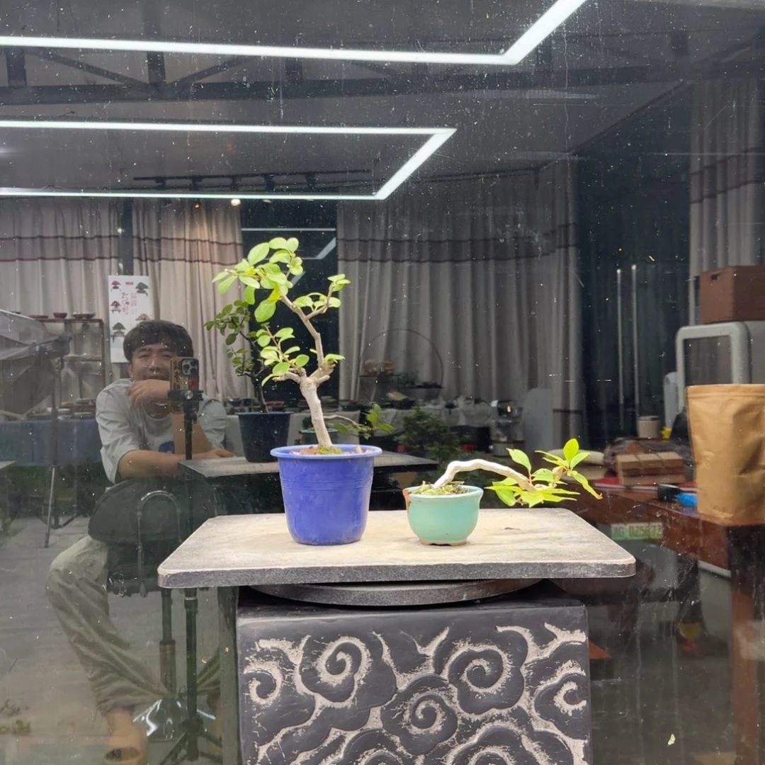 天***烦完全开放花卉苗木花卉苗木