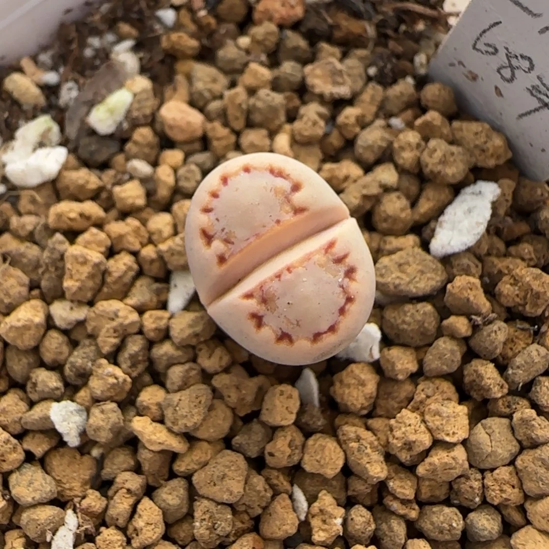 1.3。       216饼干。    2018