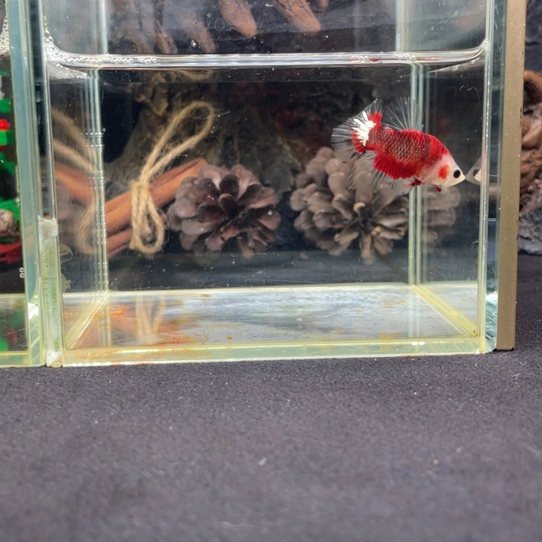 斗鱼十二月二十七日竞价