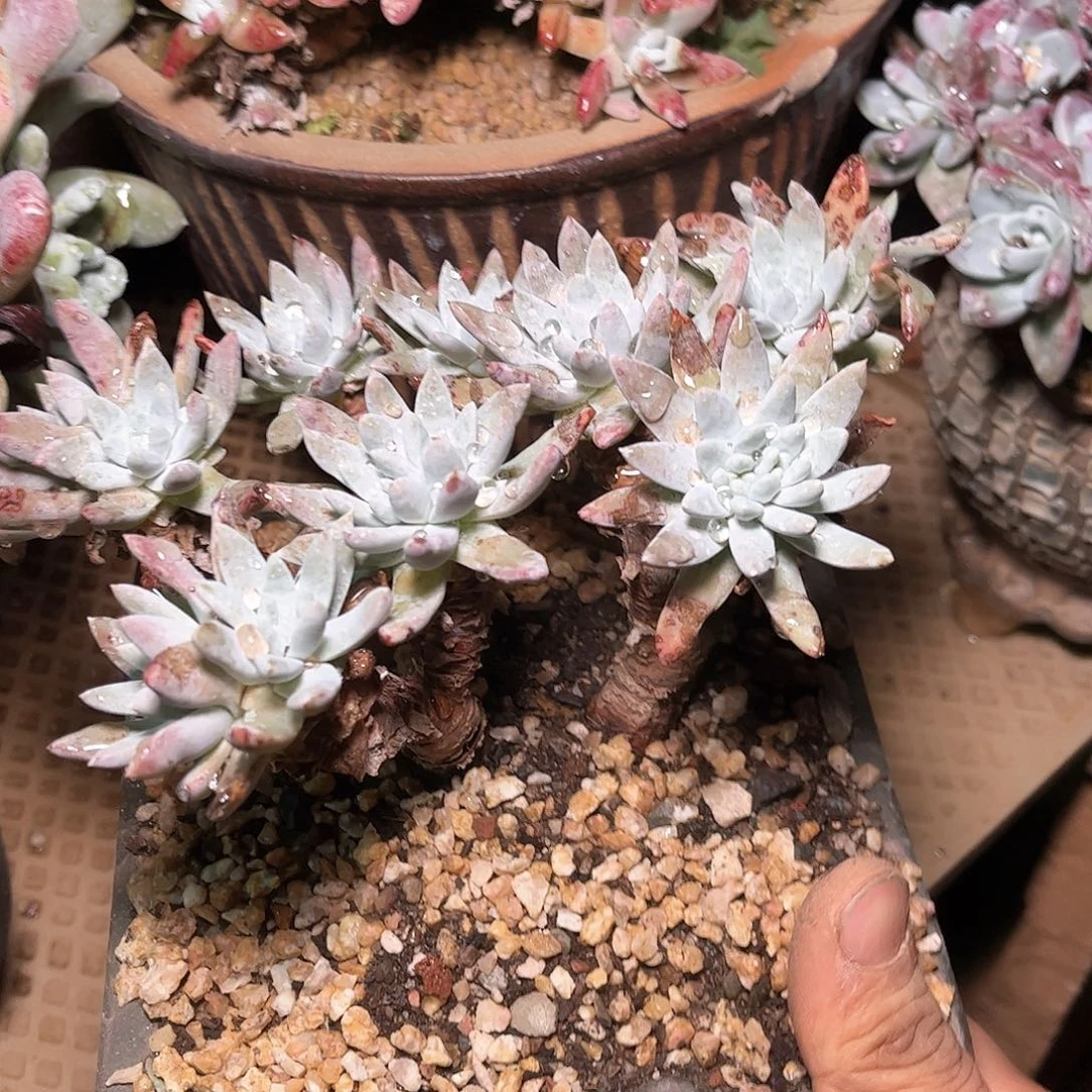 6669海瑟白菊仙女杯多肉