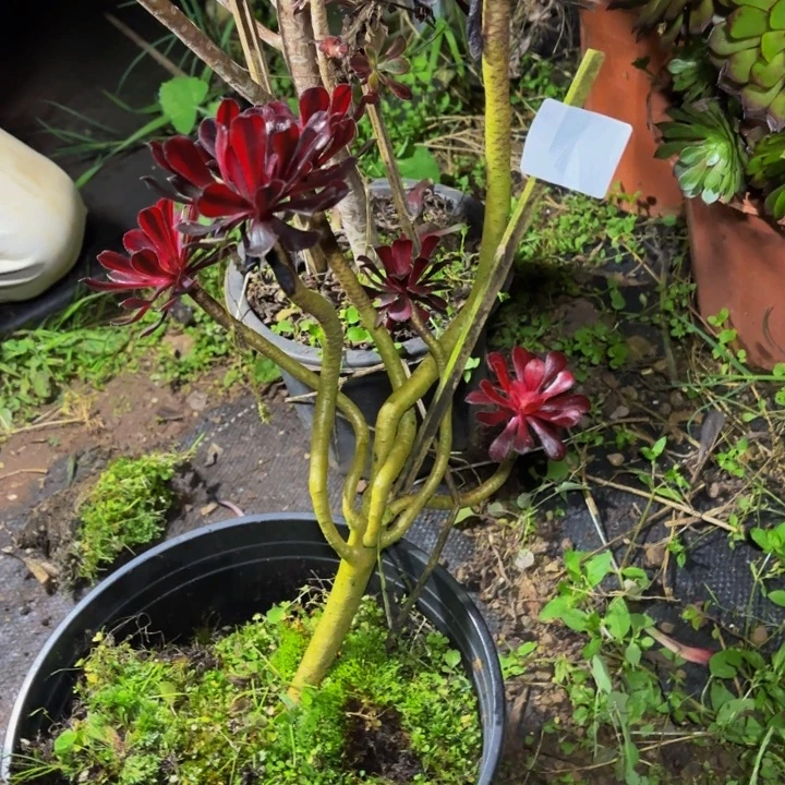 云南墨法师好看8号