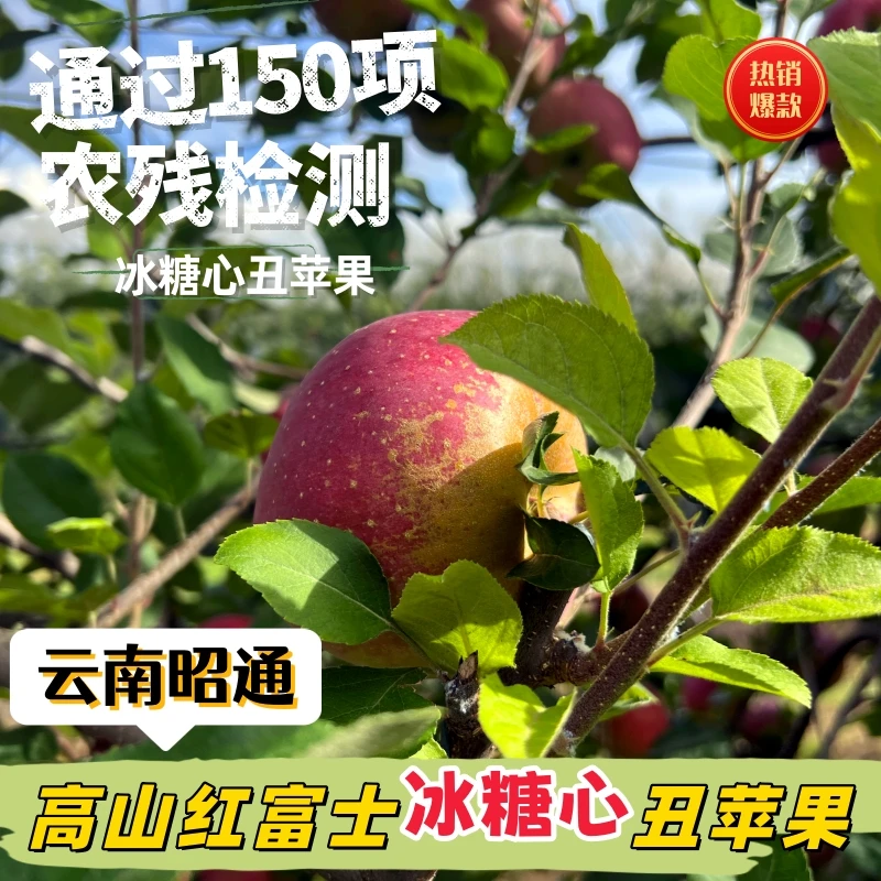 云南昭通糖心丑苹果新鲜脆甜昭通苹果新鲜采摘产地直发