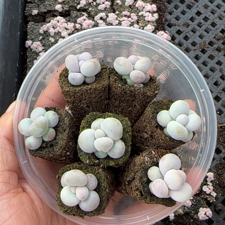 彩虹奶酪一盒一盒