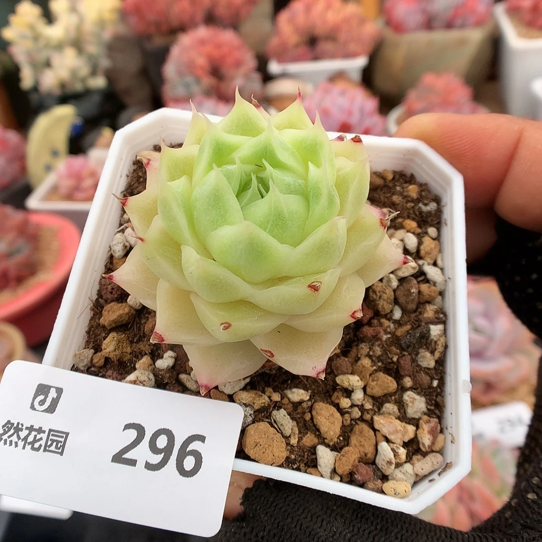 296麦秆多肉植物6666