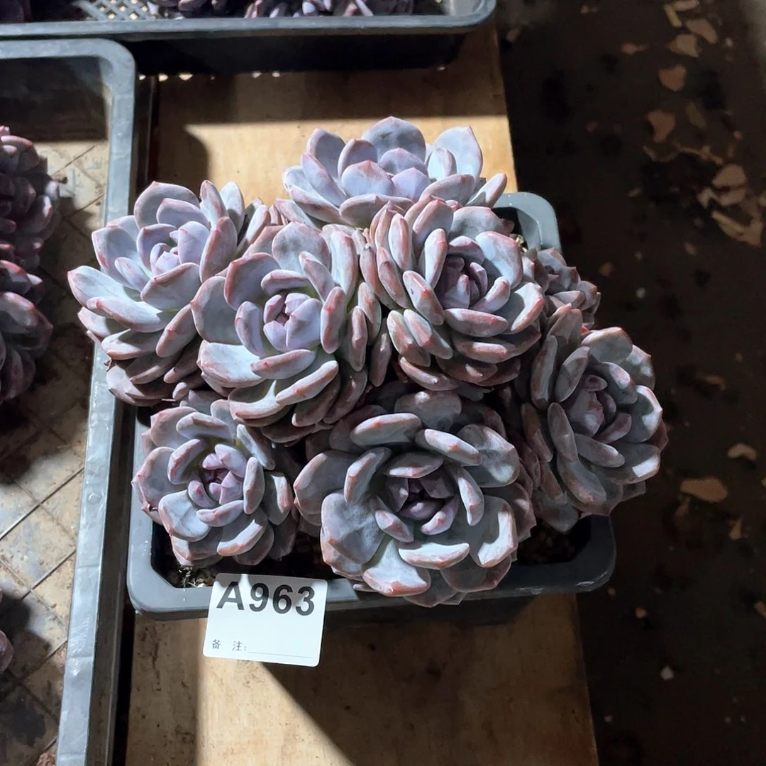 朱***朱963多肉植物多肉植物