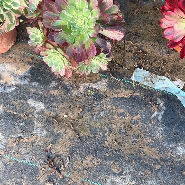 多肉法师植物链接50