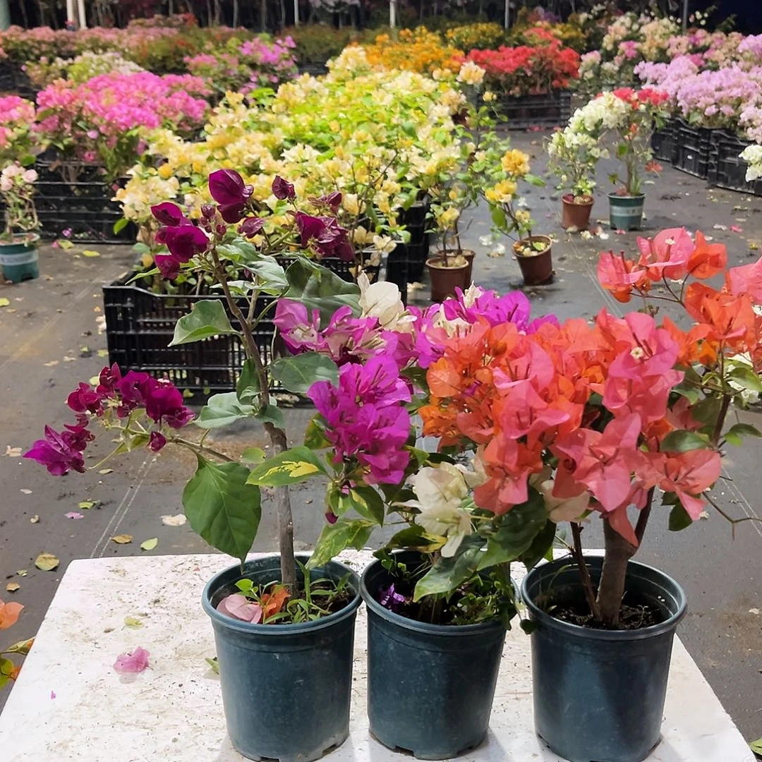 大部分花苞少量开放黑暗行者，金心双色，波妹