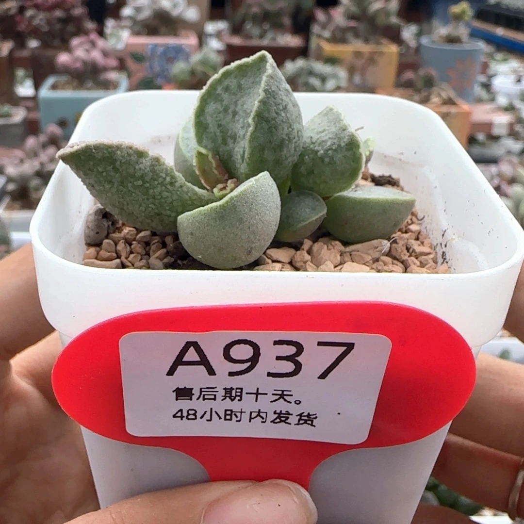 鲍鱼。     937。