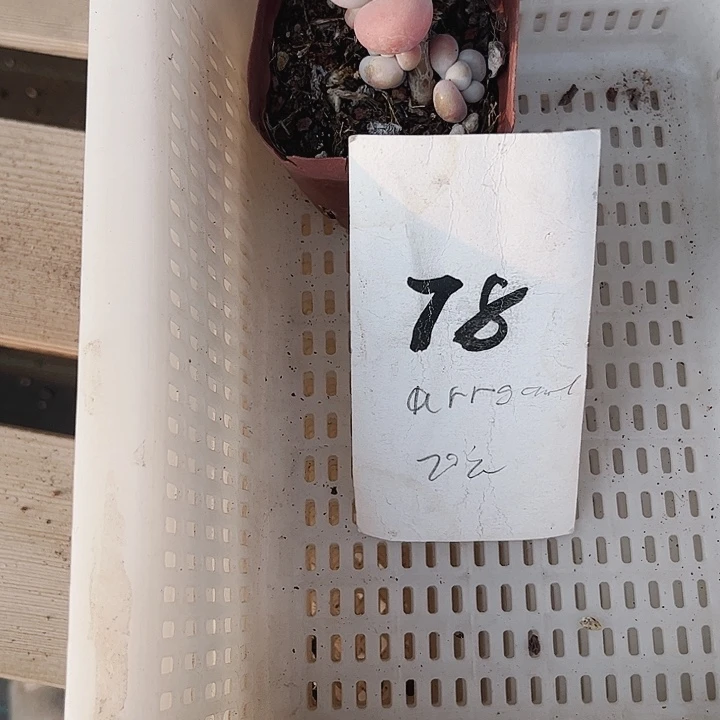 娇*v78密密麻麻买买买