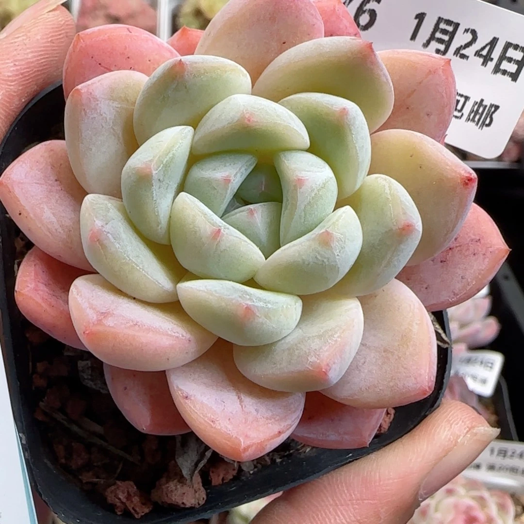 花语逸境0124-476